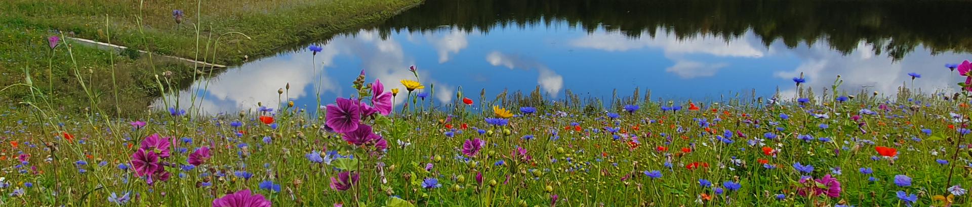 Regnvandsbassin Regnvandsbassin hvor der er sået blomster omkring